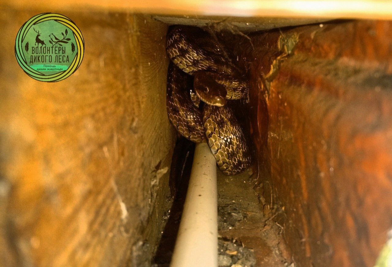 В жилой дом в центре Саратова заползла змея